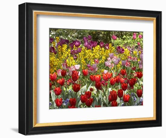 Tulips in St James's Park, London, England, United Kingdom-David Wall-Framed Photographic Print