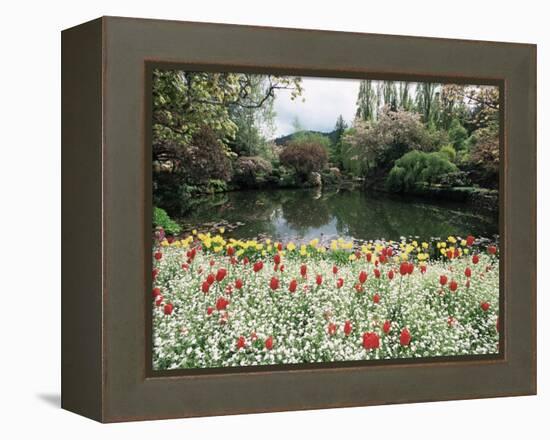 Tulips in the Butchart Gardens, Vancouver Island, Canada, British Columbia, North America-Alison Wright-Framed Premier Image Canvas