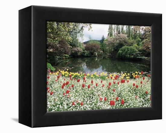 Tulips in the Butchart Gardens, Vancouver Island, Canada, British Columbia, North America-Alison Wright-Framed Premier Image Canvas