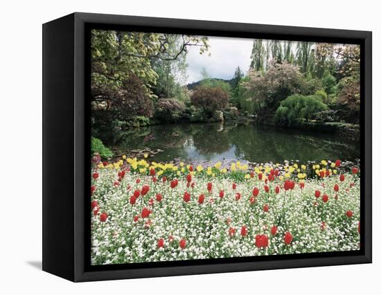 Tulips in the Butchart Gardens, Vancouver Island, Canada, British Columbia, North America-Alison Wright-Framed Premier Image Canvas