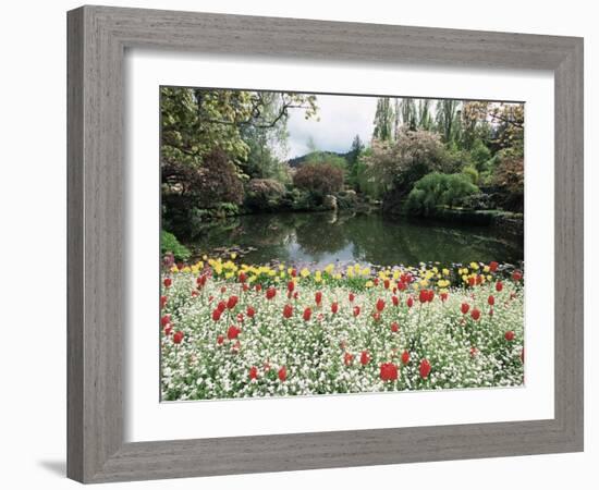 Tulips in the Butchart Gardens, Vancouver Island, Canada, British Columbia, North America-Alison Wright-Framed Photographic Print