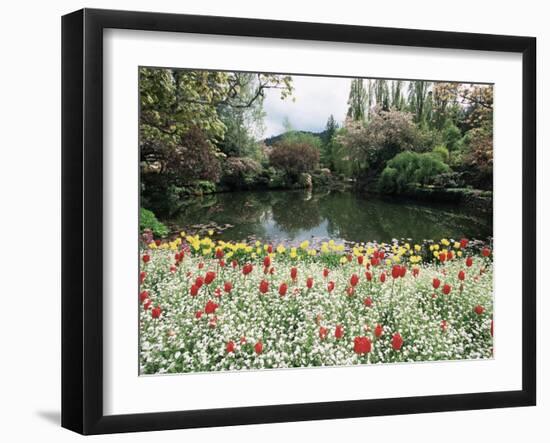 Tulips in the Butchart Gardens, Vancouver Island, Canada, British Columbia, North America-Alison Wright-Framed Photographic Print