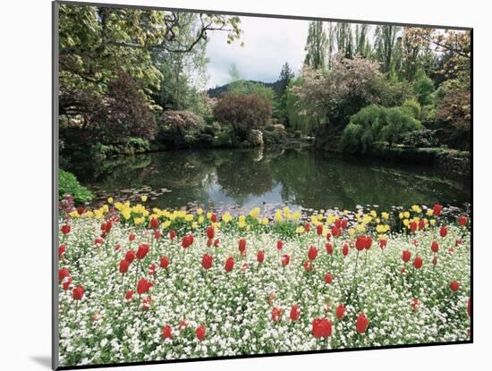 Tulips in the Butchart Gardens, Vancouver Island, Canada, British Columbia, North America-Alison Wright-Mounted Photographic Print