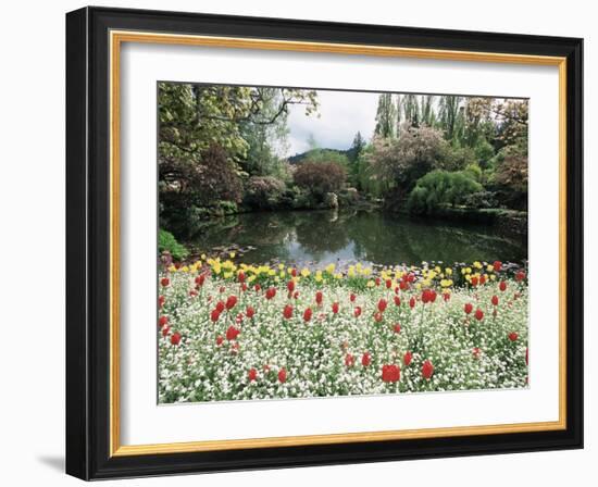 Tulips in the Butchart Gardens, Vancouver Island, Canada, British Columbia, North America-Alison Wright-Framed Photographic Print