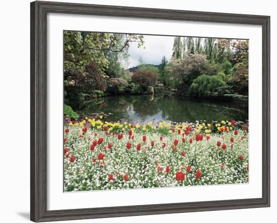 Tulips in the Butchart Gardens, Vancouver Island, Canada, British Columbia, North America-Alison Wright-Framed Photographic Print