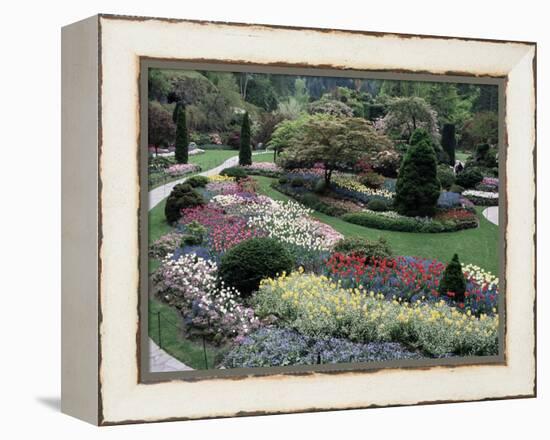 Tulips in the Butchart Gardens, Vancouver Island, Canada, British Columbia, North America-Alison Wright-Framed Premier Image Canvas