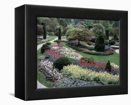 Tulips in the Butchart Gardens, Vancouver Island, Canada, British Columbia, North America-Alison Wright-Framed Premier Image Canvas