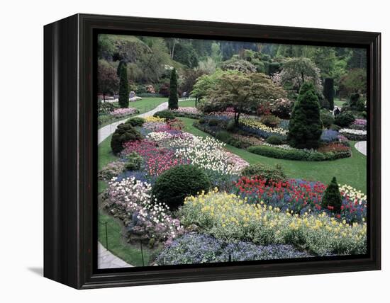 Tulips in the Butchart Gardens, Vancouver Island, Canada, British Columbia, North America-Alison Wright-Framed Premier Image Canvas