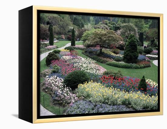 Tulips in the Butchart Gardens, Vancouver Island, Canada, British Columbia, North America-Alison Wright-Framed Premier Image Canvas