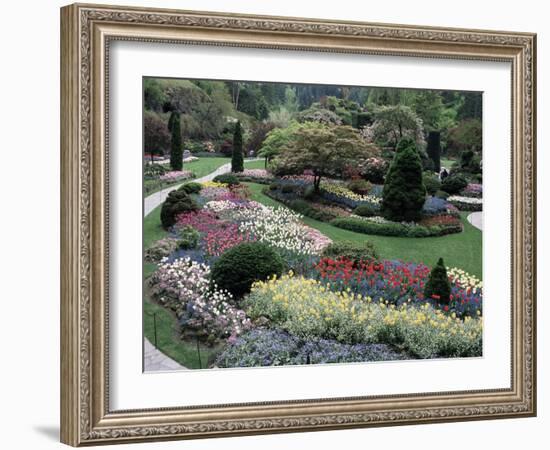 Tulips in the Butchart Gardens, Vancouver Island, Canada, British Columbia, North America-Alison Wright-Framed Photographic Print