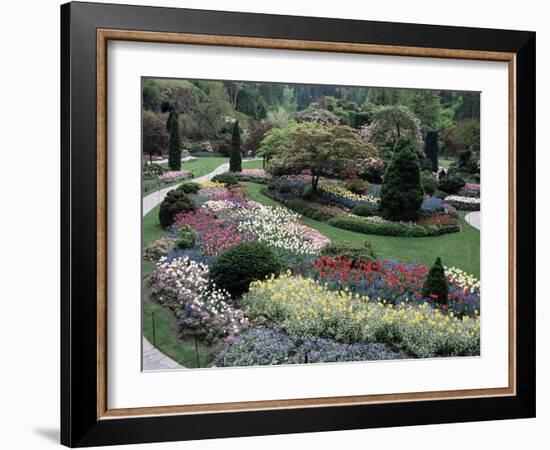 Tulips in the Butchart Gardens, Vancouver Island, Canada, British Columbia, North America-Alison Wright-Framed Photographic Print