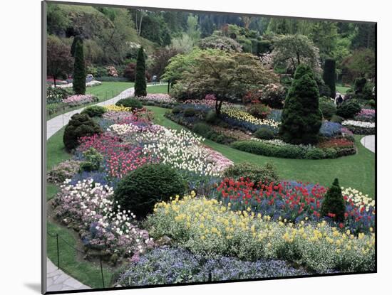 Tulips in the Butchart Gardens, Vancouver Island, Canada, British Columbia, North America-Alison Wright-Mounted Photographic Print