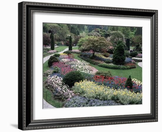 Tulips in the Butchart Gardens, Vancouver Island, Canada, British Columbia, North America-Alison Wright-Framed Photographic Print