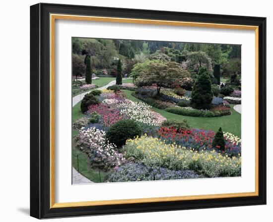 Tulips in the Butchart Gardens, Vancouver Island, Canada, British Columbia, North America-Alison Wright-Framed Photographic Print