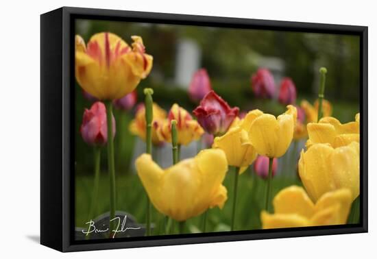 Tulips In The Rain-5fishcreative-Framed Premier Image Canvas