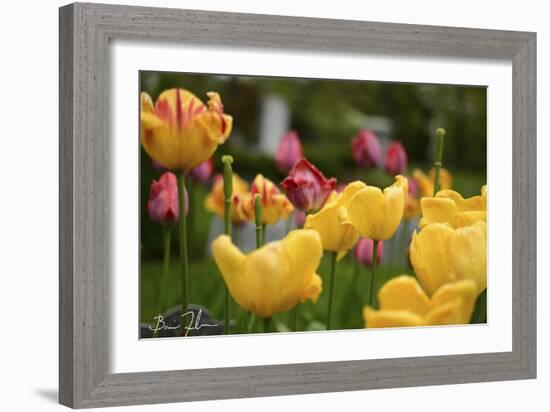 Tulips In The Rain-5fishcreative-Framed Giclee Print