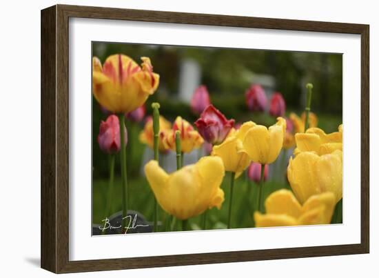 Tulips In The Rain-5fishcreative-Framed Giclee Print