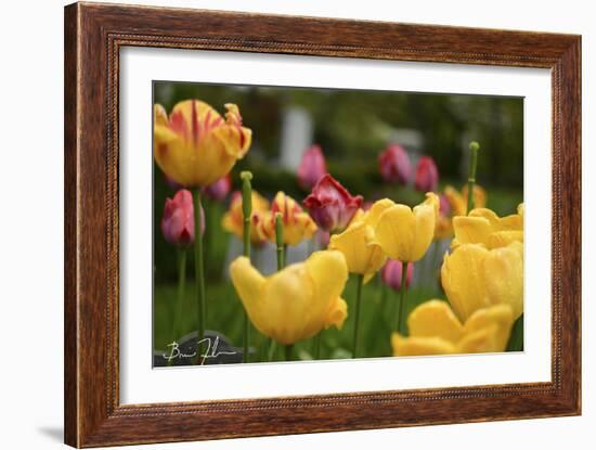 Tulips In The Rain-5fishcreative-Framed Giclee Print