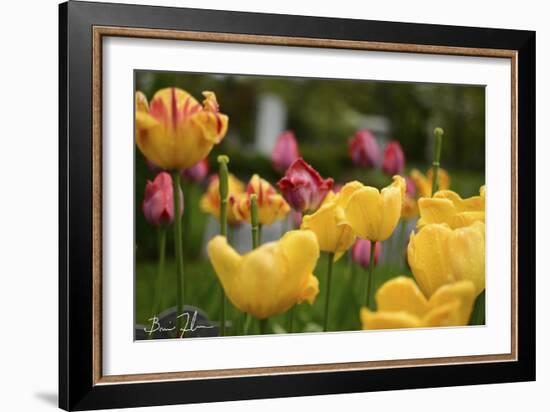 Tulips In The Rain-5fishcreative-Framed Giclee Print