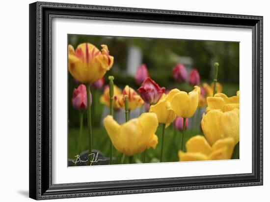 Tulips In The Rain-5fishcreative-Framed Giclee Print