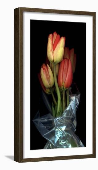 Tulips in Wrap on Black Background-Anna Miller-Framed Photographic Print