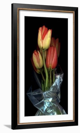 Tulips in Wrap on Black Background-Anna Miller-Framed Photographic Print