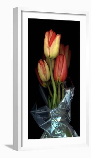 Tulips in Wrap on Black Background-Anna Miller-Framed Photographic Print