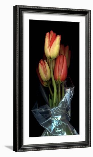 Tulips in Wrap on Black Background-Anna Miller-Framed Photographic Print