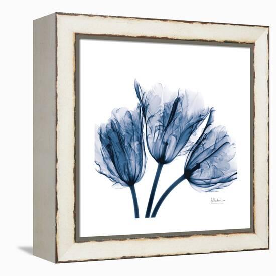 Tulips Indigo-Albert Koetsier-Framed Stretched Canvas