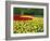 Tulips, Keukenhof Gardens, Netherlands-Gavin Hellier-Framed Photographic Print