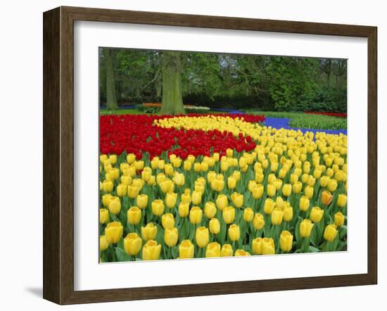 Tulips, Keukenhof Gardens, Netherlands-Gavin Hellier-Framed Photographic Print