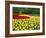 Tulips, Keukenhof Gardens, Netherlands-Gavin Hellier-Framed Photographic Print