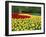 Tulips, Keukenhof Gardens, Netherlands-Gavin Hellier-Framed Photographic Print