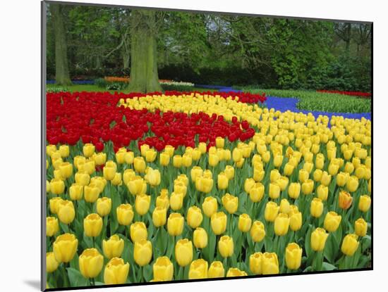 Tulips, Keukenhof Gardens, Netherlands-Gavin Hellier-Mounted Photographic Print