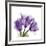 Tulips L63-Albert Koetsier-Framed Premium Giclee Print