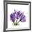 Tulips L63-Albert Koetsier-Framed Premium Giclee Print