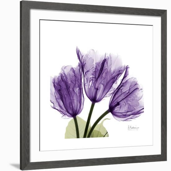 Tulips L63-Albert Koetsier-Framed Premium Giclee Print