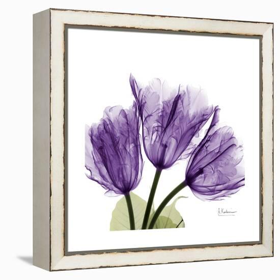 Tulips L63-Albert Koetsier-Framed Stretched Canvas