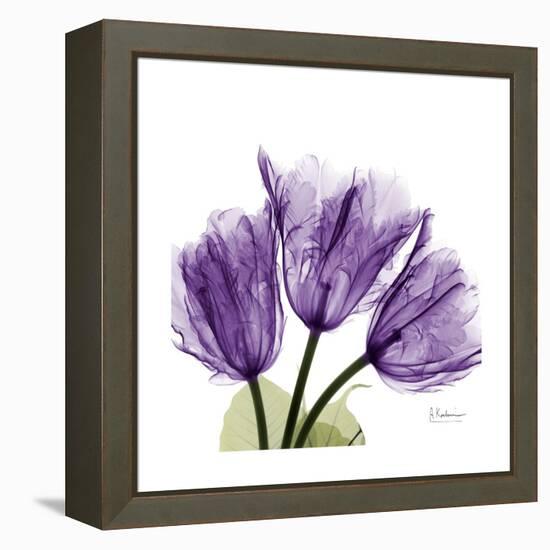 Tulips L63-Albert Koetsier-Framed Stretched Canvas