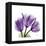 Tulips L63-Albert Koetsier-Framed Stretched Canvas