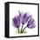 Tulips L63-Albert Koetsier-Framed Stretched Canvas