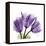 Tulips L63-Albert Koetsier-Framed Stretched Canvas