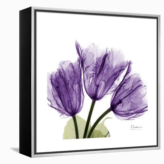 Tulips L63-Albert Koetsier-Framed Stretched Canvas