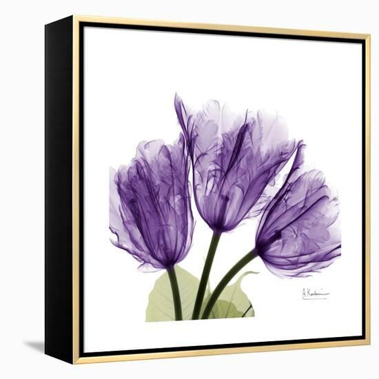 Tulips L63-Albert Koetsier-Framed Stretched Canvas