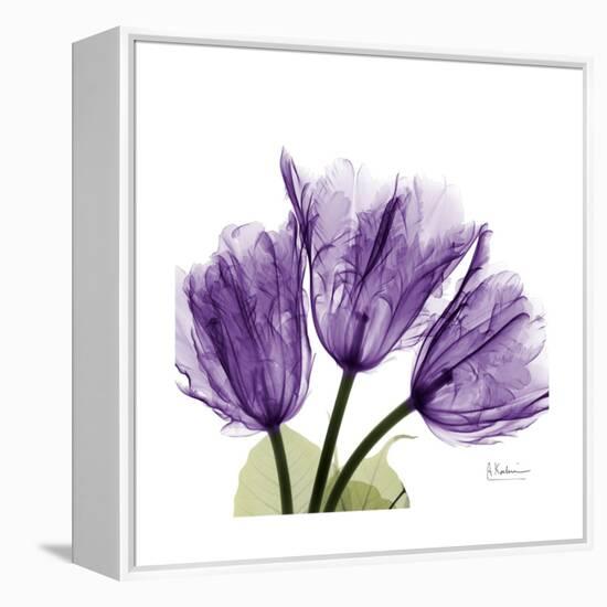 Tulips L63-Albert Koetsier-Framed Stretched Canvas