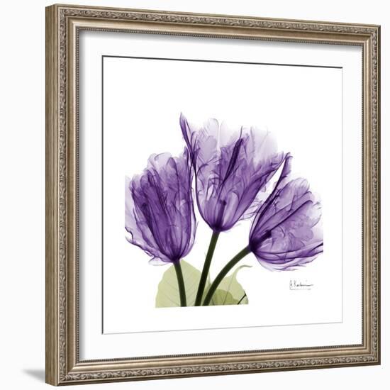 Tulips L63-Albert Koetsier-Framed Premium Giclee Print