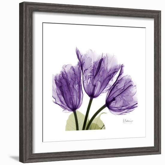 Tulips L63-Albert Koetsier-Framed Premium Giclee Print