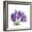 Tulips L63-Albert Koetsier-Framed Premium Giclee Print