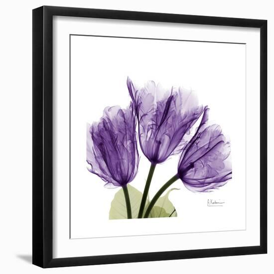 Tulips L63-Albert Koetsier-Framed Premium Giclee Print