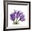 Tulips L63-Albert Koetsier-Framed Premium Giclee Print